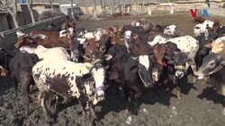 پښتونخوا کې د څاروو د غوښې پېداوار زیاتولو لپاره د لاېوسټاک محکمې لخوا ځانګړې پروژه کار کوي
