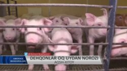 AQSh-Xitoy: Fermerlar nima xohlaydi?