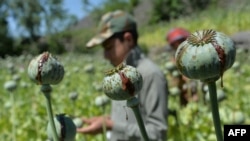 Seorang petani memanen opium di ladang opium di Distrik Darra-i-Nur, Provinsi Nangarhar, Afghanistan, 10 Mei 2020. 