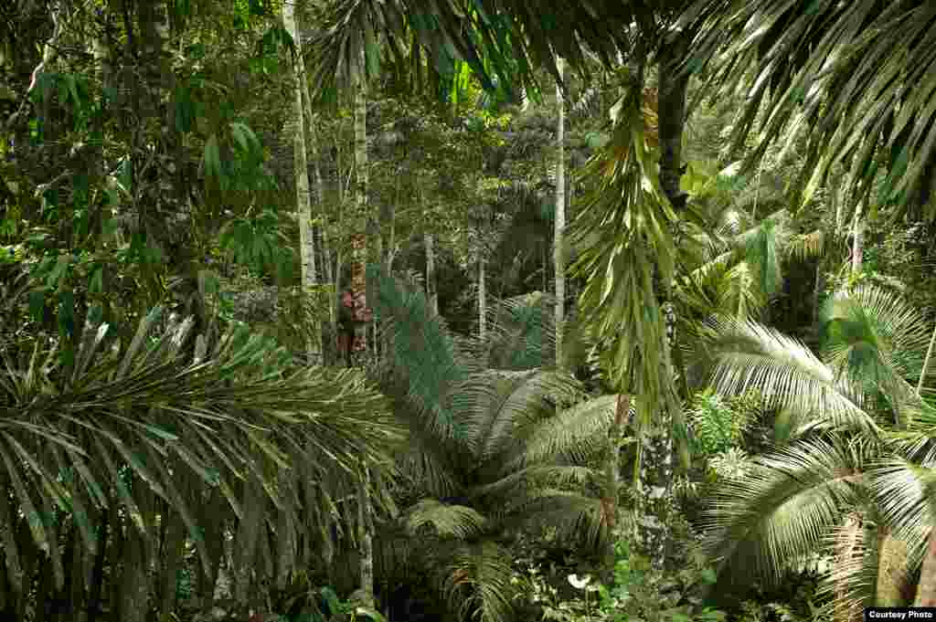 A Carnegie Institution botanist in the Peruvian rainforest begins his 45-meter climb to collect foliage from the tree canopy. (Jake Bryant)