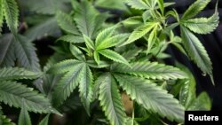 Le jeu en vaut la chandelle: le marché est estimé à 22 milliards de dollars en 2020 (4,6 en 2014).