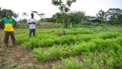 Yusif Musah Idrisa, left, is a municipal crops officer. He says farmers should get their produce certified through Ghana's PGS, July 3, 2020. (Stacey Knott/VOA)
