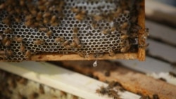 Quiz - Bees are Carrying Pesticides into the World's Honey