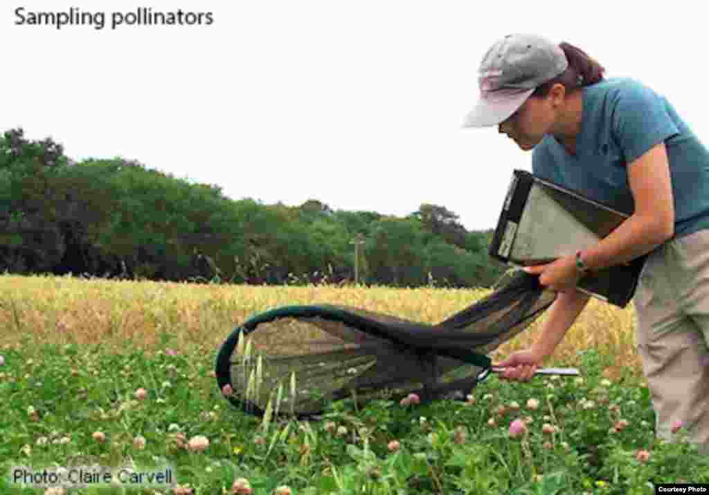 Wildlife biologists, working with colleagues from disciplines as diverse as mathematics, neuroscience, molecular biology, epidemiology and economics are studying the causes and consequences of insect pollinator decline and what we can do to arrest this loss of beneficial biodiversity. (Photo: Claire Carvell)
