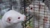 Denmark to Destroy Mink Population after Coronavirus Spreads to Humans