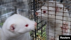 Minks are seen in their cages in a mink farm in Jyllinge near Copenhagen October 24, 2012. 