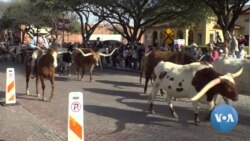 Are Texas Democrats Heading Into Super Tuesday Ready for a Socialist Presidential Candidate?