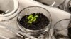 Scientists Turn Moon-like Soil Fertile for Agriculture