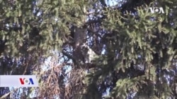 Bratunac: Radnici Elektrodistribucije spasili mačku iz krošnje drveta