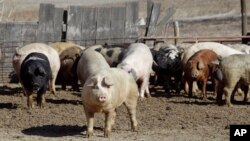 FILE - Pigs roam in a feedlot on a farm in Clear Lake, Iowa. China has increased import duties up to 25 percent on a list of U.S. goods, including pork.