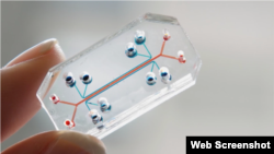 Organs on a Chip
