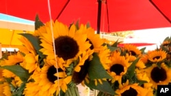 Gardening-Sunflowers