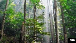 Việt Nam thành lập nhóm FLEGT để hỗ trợ việc quản lý rừng