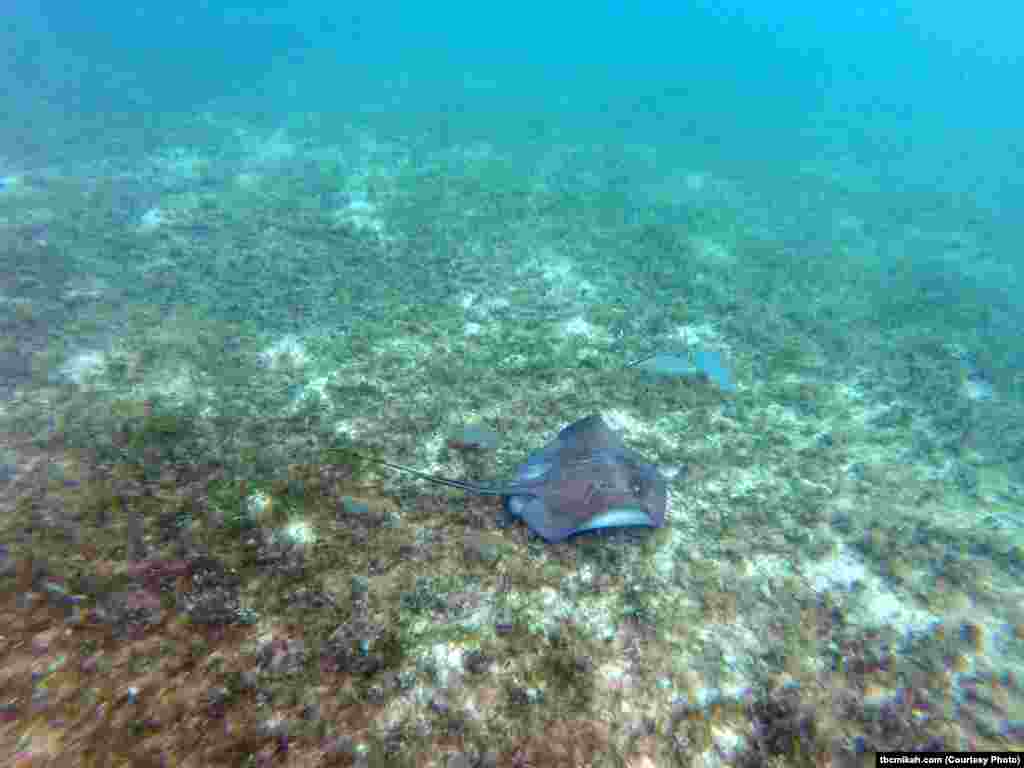 Sting rays are camouflaged as they swim along the ocean floor.