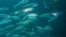 A school of Pacific Jack Mackerel off Santa Catalina Island