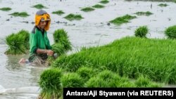 Seorang petani menanam benih padi di sawah di Demak, 23 Oktober 2018. (Foto: Antara/Aji Styawan via REUTERS)