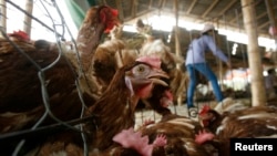 资料照片：河内城外25公里的一处活禽市场。(2010年5月6日)