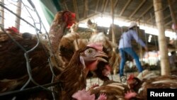 រូបឯកសារ៖ កសិដ្ឋានចិញ្ចឹមមាន់នៅជាយក្រុងហាណូយ ប្រទេសវៀតណាម ថ្ងៃទី៦ ខែឧសភា ឆ្នាំ២០១០។ ជំងឺផ្តាសាយបក្សី​ H5N1 កំពុងរាតត្បាតនៅតាមតំបន់ខ្លះនៃប្រទេសវៀតណាម។ 