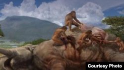 An artistic rendering of homo erectus killing an elephant on the African savannah about 1.2 million years ago. The adaptability of the human brain has enabled humans to survive and thrive in changing climates. (Smithsonian/Karen Carr Studios)