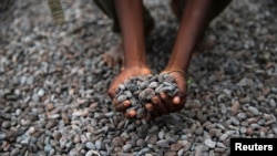 Fèves de cacao au Nigeria, 25 aout 2014 