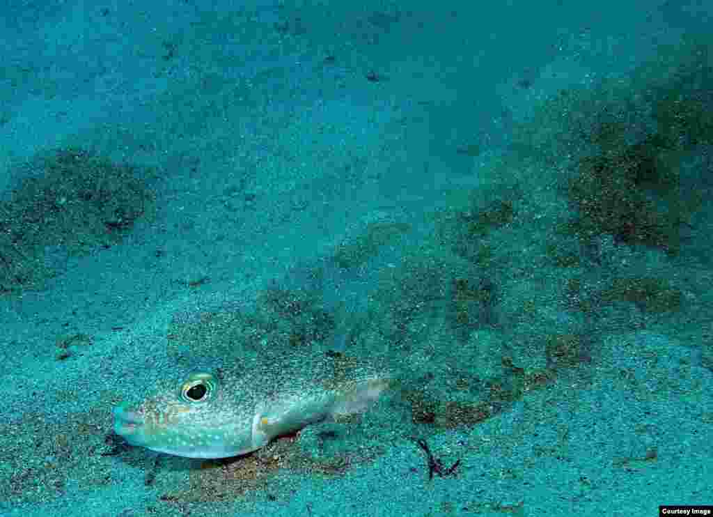 The male pufferfish, Torquigener albomaculosus, swims and wiggles in the seafloor sand to create an intricate nest, used only once to attract females. (Yoji Okata)