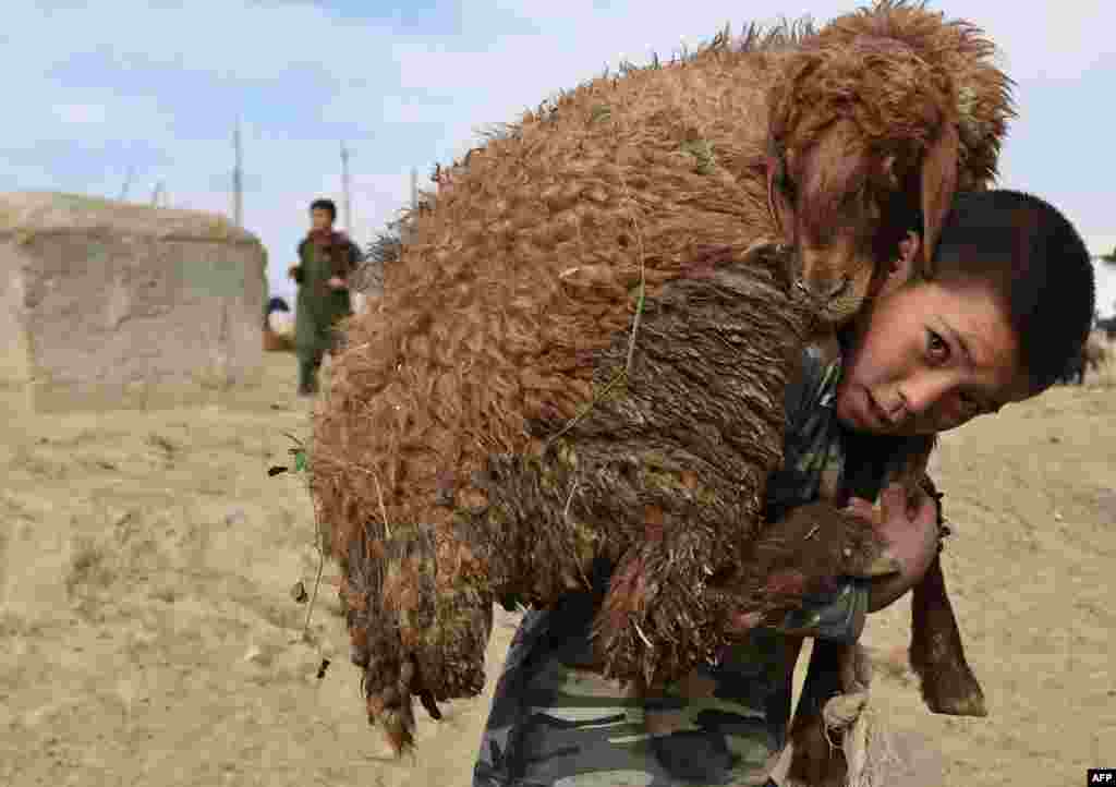 Afg&#39;on bola qurbonlik uchun olingan qo&#39;yni yelkasida ko&#39;tarib ketmoqda, Kobul, 22-sentabr, 2015-yil.