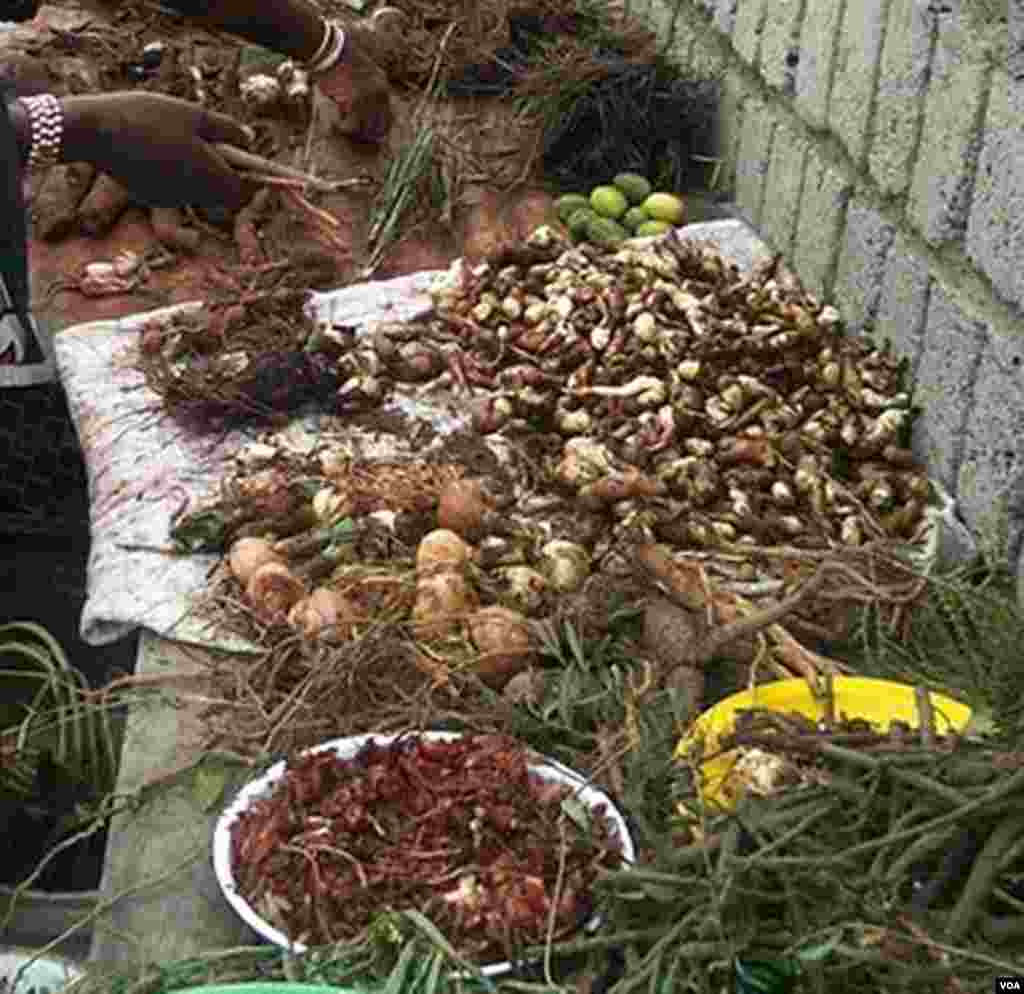 Sangomas traditionally heal sicknesses and spiritual afflictions with concoctions made from plants, herbs and roots (VOA/ D. Taylor)