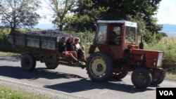 კახეთში რთველი კუდ-ის და სოდ-ის კონტროლით მიმდინარეობს