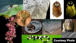 The top 10 new species for 2013 according to the International Institute for Species Exploration at Arizona State University. (Jacob Sahertian) 