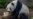 San Diego Zoo Giant Panda Turns 24