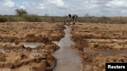 FILE - A farmer works in an irrigated field near the village of Botor, Somaliland.