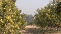 ننګرهار کې د بټي کوټ د مالټو فارمونو د حاصل راټولول پیل شوي