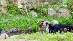 طبیعت زیبای کنر به روایت تصویر