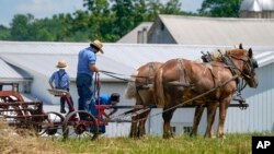 FILE - People in Amish country prepare a horse team to work on a farm in Pulaski, Pa., Wednesday, June 23, 2021. The vaccination drive is lagging far behind in many Amish communities. ​(AP Photo/Keith Srakocic)