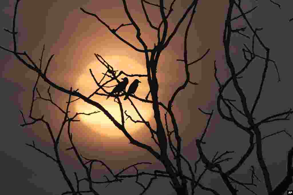 Crows sit on a branch of a tree as the sun rises on a winter morning in Chennai, India.