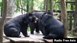 Three Asiatic black bears play at the Free the Bears Fund rescue center in Kuangxi Waterfalls Park near Luang Prabang in northern Laos, August 2017.