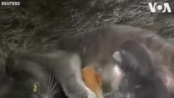 Chat de Crimée adopte quatre bébés écureuils