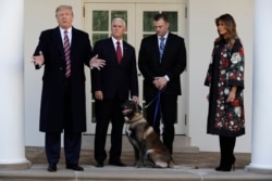 President Donald Trump, Vice President Mike Pence and first lady Melania Trump, present Conan, the military working dog injured in the successful operation targeting Islamic State leader Abu Bakr al-Baghdadi, in the Rose Garden at the White House, Nov. 25