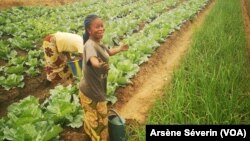 Une agricultrice satisfaite de sa récolte à Mindouli, au Congo-Brazzaville, le 16 septembre 2019. (VOA/Arsène Séverin)