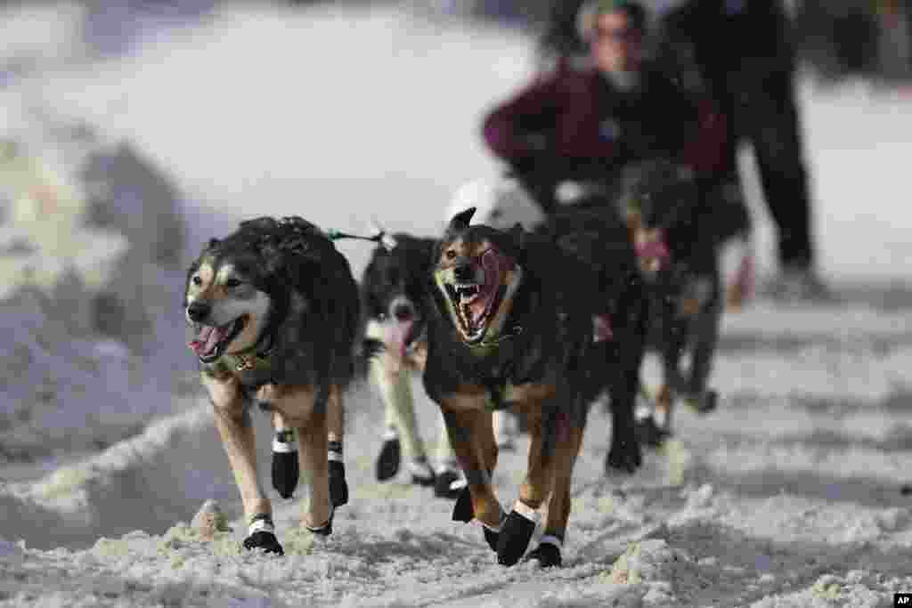 Kereta luncur salju ditarik oleh anjing-anjing yang dikendalikan Jeff Deeter (33) dari Fairbanks, Alaska, selama Perlombaan Kereta Luncur Anjing Iditarod Trail di Anchorage, Alaska. (AP)&nbsp;