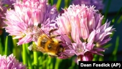 This May 20, 2015 photo shows Containerized chive blossoms in a yard near Langley, Washington, which attract a variety of bee species.