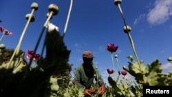 FILE - A man harvests opium as he works in an opium field outside Loikaw, Kayah state, Myanmar, Nov. 30, 2016. 
