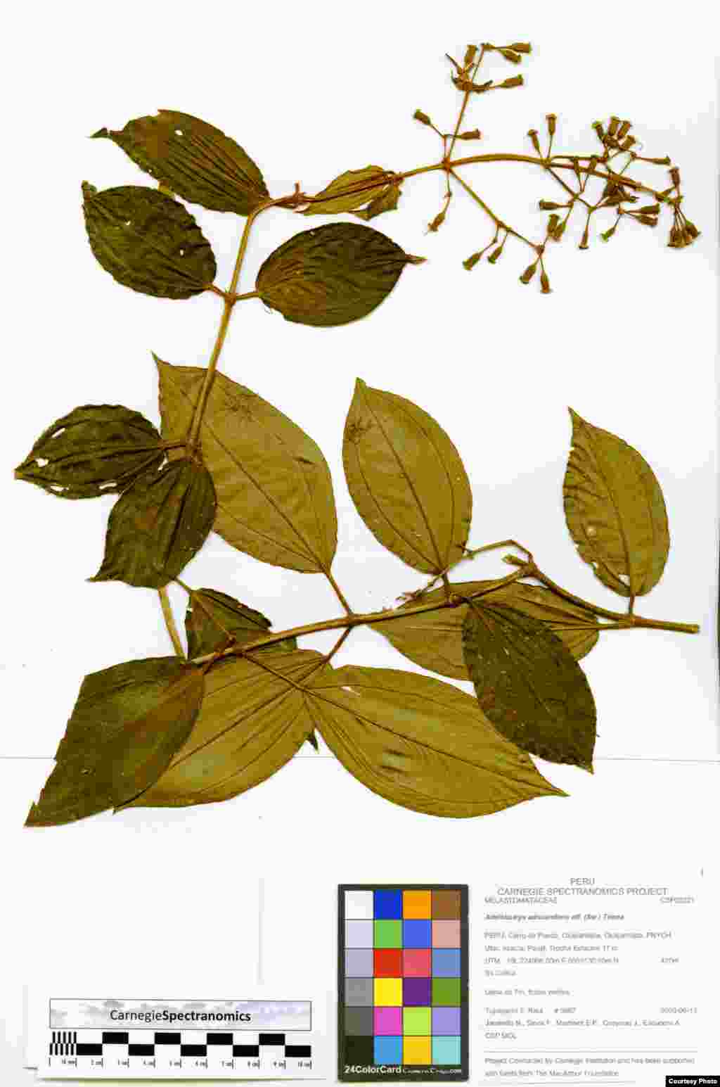 A sample from the canopy of a Peruvian rainforest in the Spectranomics library at Carnegie Department of Global Ecology, which Greg Asner heads at the campus of Stanford University. (Robin Martin)