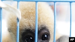 China Joins Regional Network to Fight Animal Trafficking