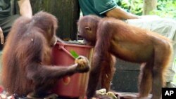 Sepilok Rehabilitation Center in Sandakan, Malaysia
