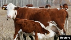 Rusia menangguhkan impor produk daging dari Uni Eropa (foto: ilustrasi).