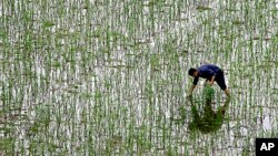 FILE - A farmer plants rice at a field on the outskirts of Changsha in China's Hunan Province. 