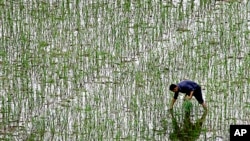 Seorang petani sedang menanam padi di sawah, di wilayah pedesaan Changsha, provinsi Hunan, China (Foto: dok). 