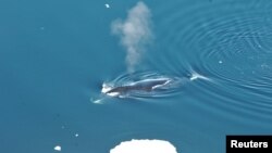 A bowhead whale surfaces in Fram Strait, to the northwest of Norway in this undated image released on April 3, 2018. 