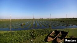 កសិករម្នាក់កំពុងជិះទូកបេះបន្លែនៅក្នុងបឹងមួយ នៅជាយក្រុងភ្នំពេញ ថ្ងៃទី៦ ខែធ្នូ ឆ្នាំ២០១៩។ 